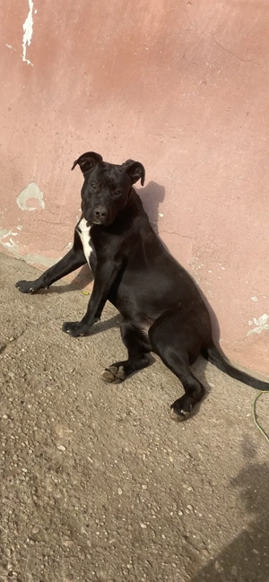 Cane Corso de vânzare - imagine 2