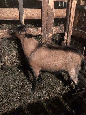 Tap de vânzare - imagine 3