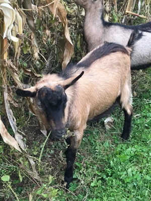 Tap de vânzare - imagine 2