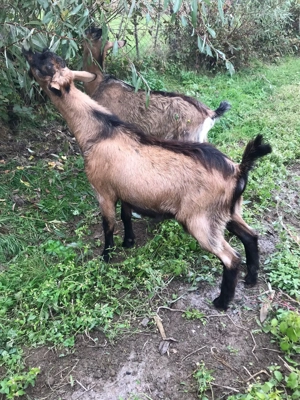 Tap de vânzare - imagine 4