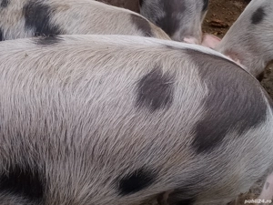 vand porci de craciun