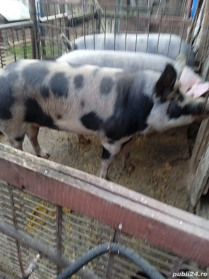 vand porc in jur la 145 kg - imagine 3