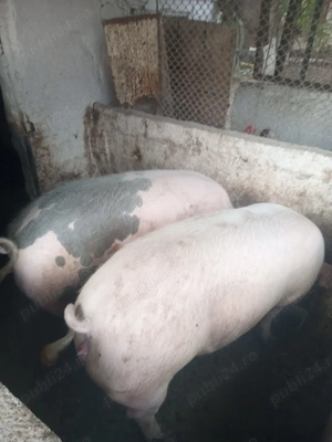 Porci de vânzare - imagine 4