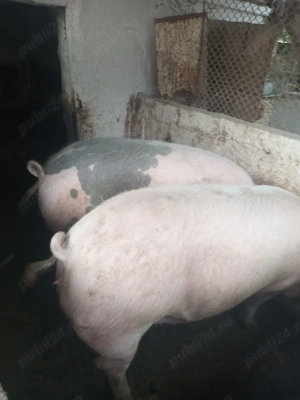 Porci de vânzare - imagine 3