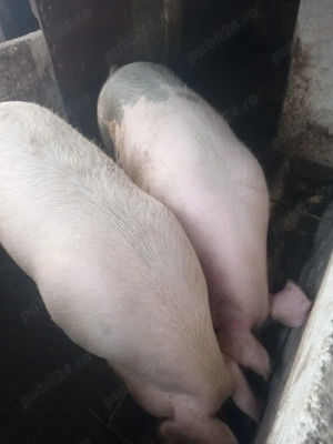 Porci de vânzare - imagine 2