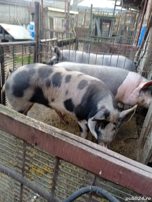vand porc in jur la 145 kg - imagine 4