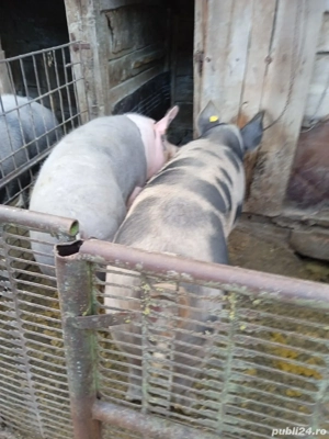 vand porc in jur la 145 kg - imagine 2
