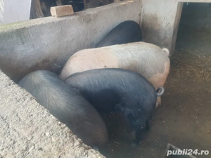 vand Porci de Craciun  - imagine 2