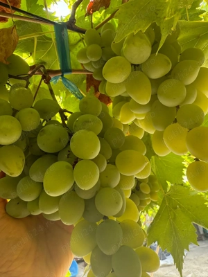 Vând struguri de masa albi perla de zala