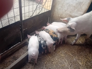 Purcei de vânzare   15 buc., 9 săptămâni. - imagine 2