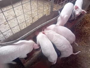 Purcei de vânzare   15 buc., 9 săptămâni. - imagine 3