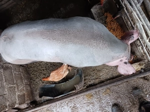 Vind porci - imagine 4