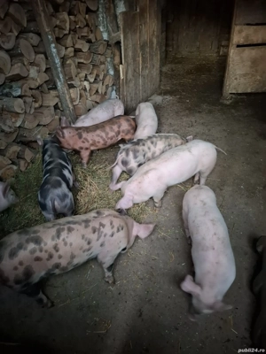 Purcei disponibili  - imagine 2