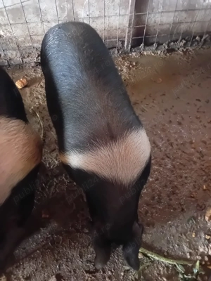 Vand bazna - imagine 2