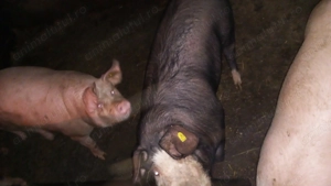 Vând doi porci 17