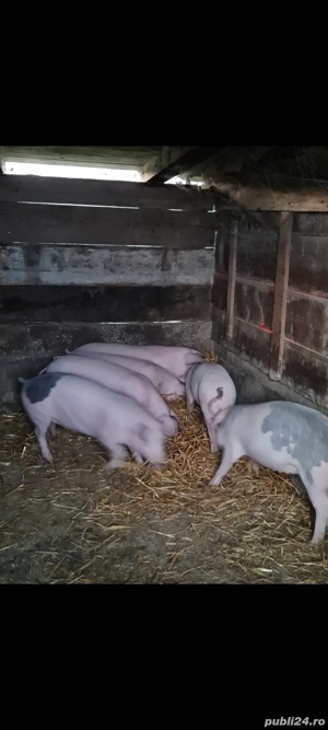 Landrace marele alb  - imagine 2