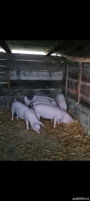 Landrace marele alb  - imagine 3