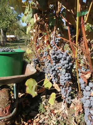 Vand vin zona Turcinesti-Rugi  - imagine 3