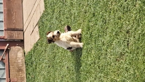 Fox Terrier  de vânzare