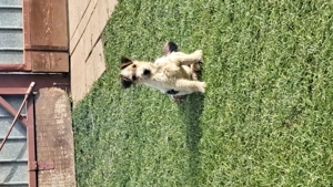 Fox Terrier  de vânzare - imagine 2