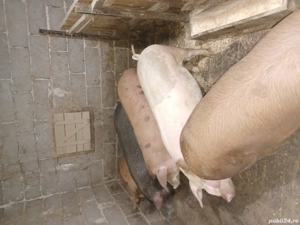 Porci de vânzare 