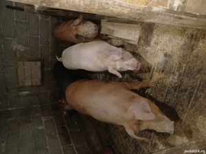 Porci de vânzare  - imagine 2