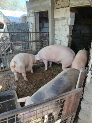 Porci de vînzare  - imagine 2