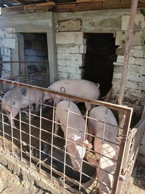 Porci de vînzare  - imagine 4