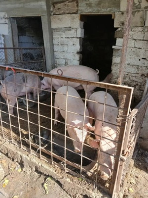 Porci de vînzare  - imagine 3