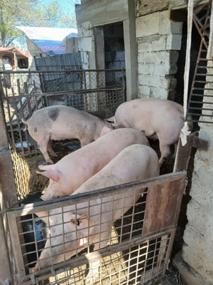 Porci de vînzare  - imagine 5