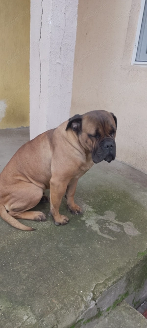 Vând BullMastiff Femelă