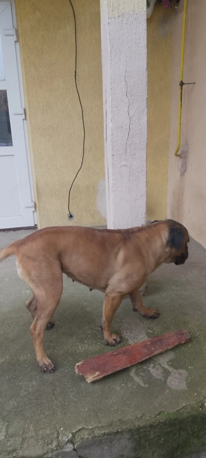 Vând BullMastiff Femelă - imagine 2