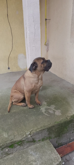 Vând BullMastiff Femelă - imagine 4
