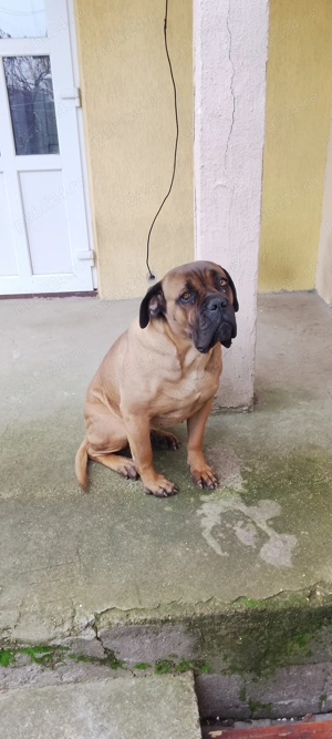 Vând BullMastiff Femelă - imagine 6