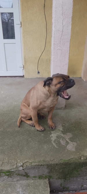 Vând BullMastiff Femelă - imagine 5
