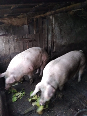 Vând porci 150-250 kg - imagine 2