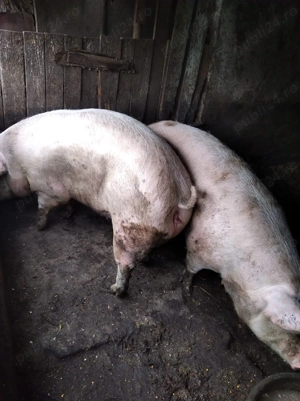 Vând porci 150-250 kg - imagine 3