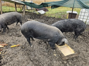 Vand porci pt sacrificat