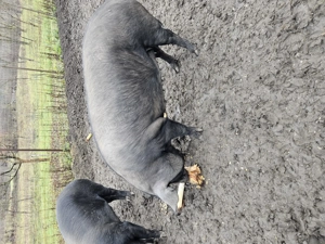 Vand porci pt sacrificat