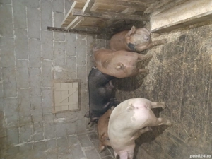 Porci de vânzare  - imagine 3