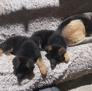 Vand puiut mascul ciobanesc german - imagine 2