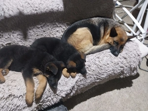 Vand puiut mascul ciobanesc german - imagine 4