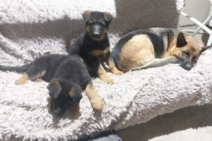 Vand puiut mascul ciobanesc german - imagine 3