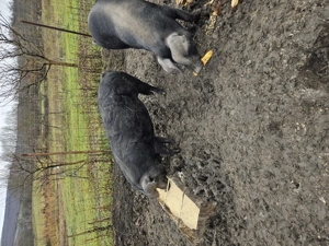 Vand porci pt sacrificat - imagine 4