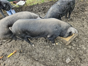 Vand porci pt sacrificat - imagine 5