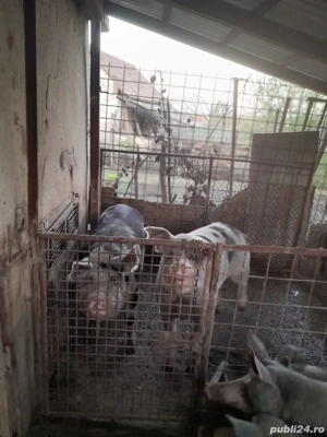 Porci  de vanzare - imagine 2