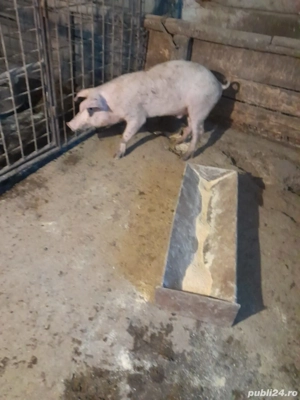 Porci  de vanzare - imagine 3