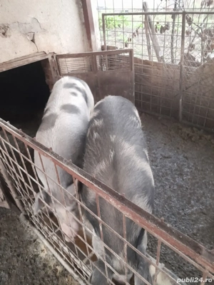 Porci  de vanzare - imagine 5