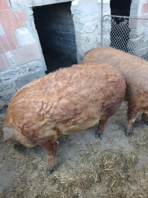 Vând porc gras.                                       - imagine 3