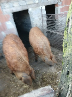 Vând porc gras.                                       - imagine 2